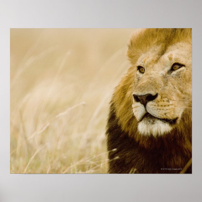 Male lion (Panthera leo) portrait, Masai Mara, Poster (Front)
