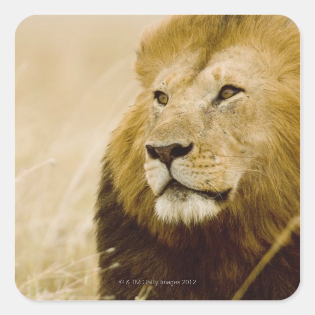 Male lion (Panthera leo) portrait, Masai Mara, Square Sticker (Front)