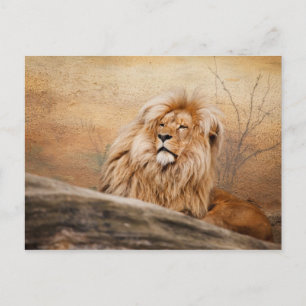 Male Lion Photo Postcard