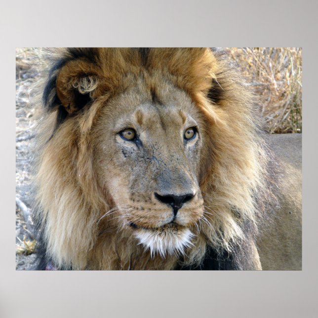 Male Lion Poster (Front)
