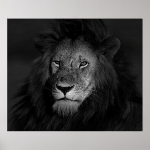 MALE LION POSTER