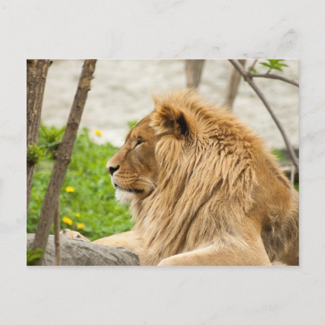 Male Lion Resting in Grass Postcard (Front)