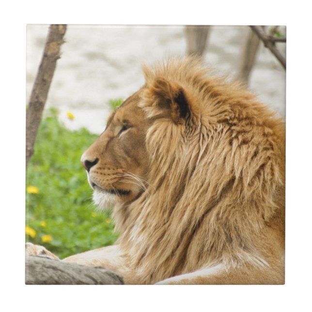 Male Lion Resting in Grass Tile (Front)