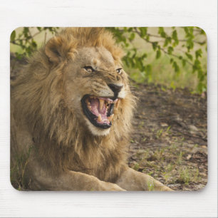 Male lion snarling (Panthera leo), Okavango Mouse Pad