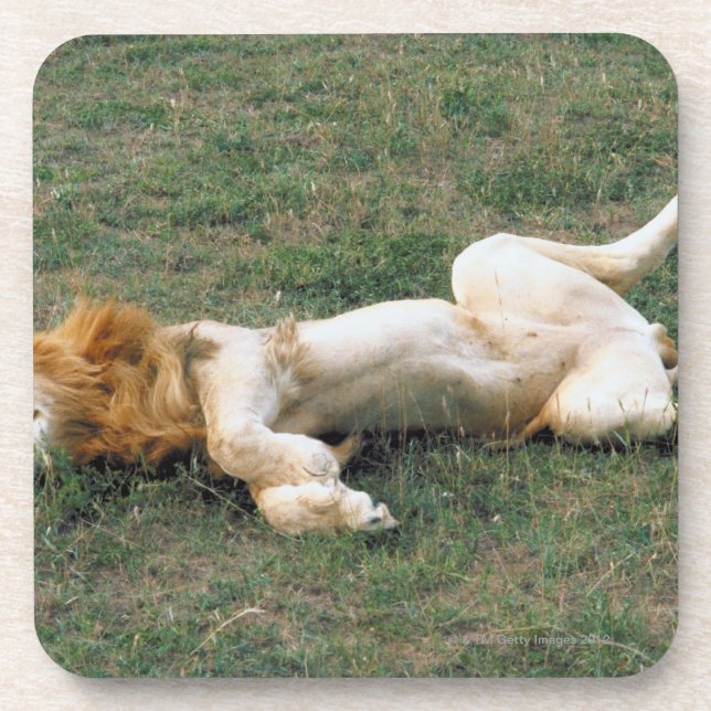 Male Lion Stretching Coaster (Front)