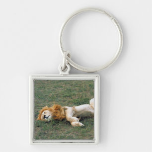 Male Lion Stretching Key Ring