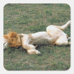 Male Lion Stretching Square Sticker