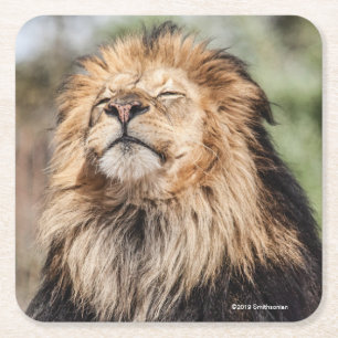Male Lion Sunbathing Square Paper Coaster