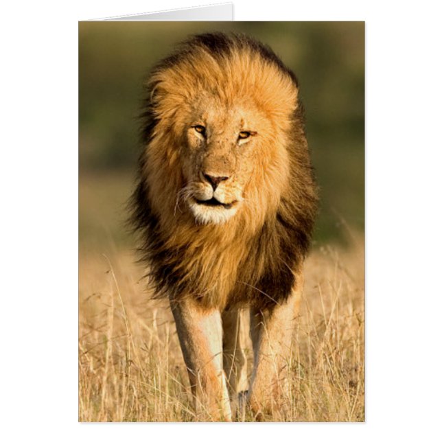 Male Lion Walking (Front)