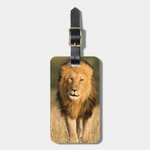 Male Lion Walking Luggage Tag