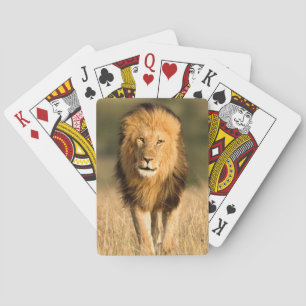 Male Lion Walking Playing Cards