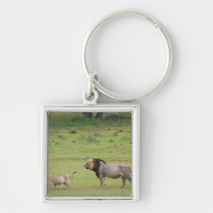 male lion with cub, Panthera leo, Kgalagadi Key Ring