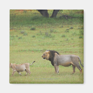 male lion with cub, Panthera leo, Kgalagadi Magnet