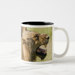 Male lions roaring, Greater Kruger National Two-Tone Coffee Mug