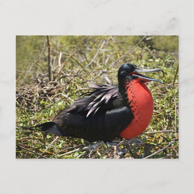 Male Magnificent Frigate Bird Postcard (Front)