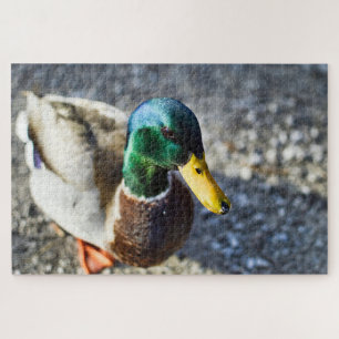 Male mallard duck close up portrait jigsaw puzzle