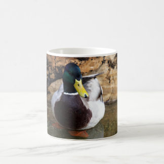Male Mallard Duck Coffee Mug