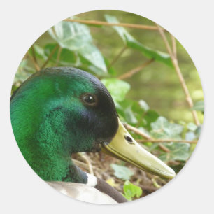 Male Mallard Duck Head Sticker