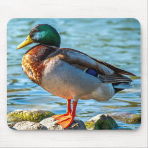 Male Mallard Duck Perched on Lakeside Stones Mouse Pad