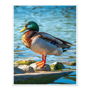 Male Mallard Duck Perched on Lakeside Stones Photo Print