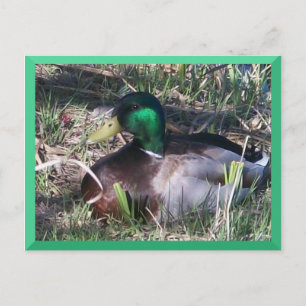 Male Mallard Duck Postcard