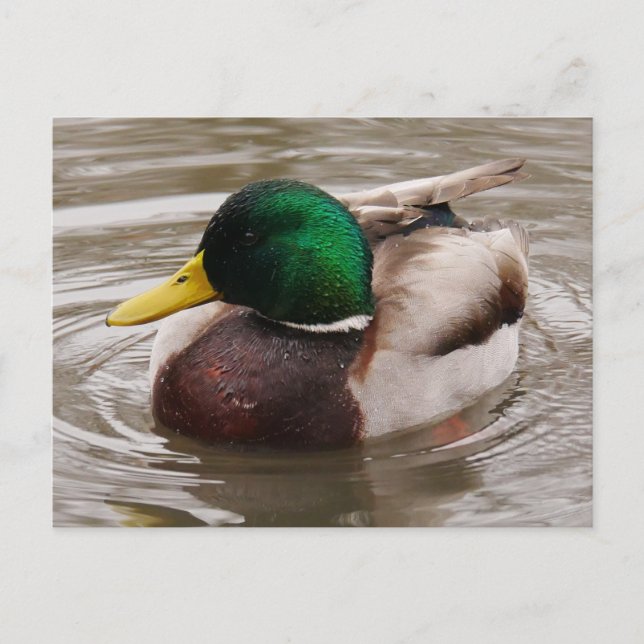 Male Mallard Duck Postcard  (Front)