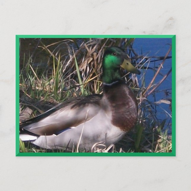 Male Mallard Duck Postcard #2 (Front)