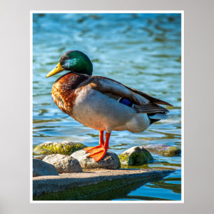 Male Mallard Duck Wall Art Lakeside Bird