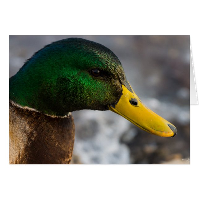 Male Mallard Portrait Greeting Card (Front Horizontal)