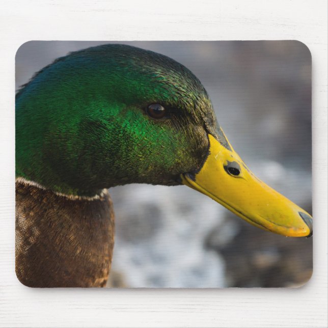 Male Mallard Portrait Mouse Pad (Front)