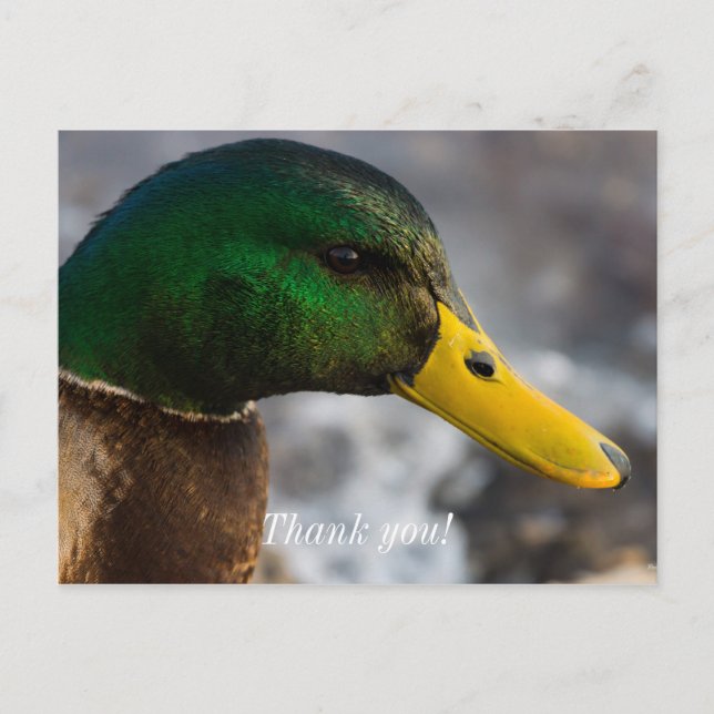 Male Mallard Portrait Postcard (Front)
