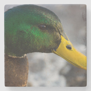 Male Mallard Portrait Stone Coaster