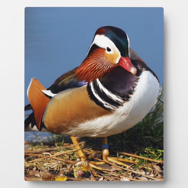 Male mandarin duck on the bank of pond plaque (Front)