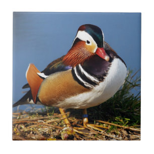 Male mandarin duck on the bank of pond tile