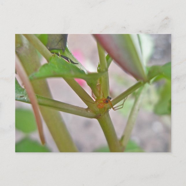 Male Microphantid Spider on Impatiens Postcard (Front)