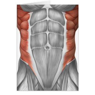 Male Muscle Anatomy Of The Abdominal Wall