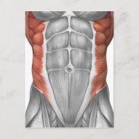 Male Muscle Anatomy Of The Abdominal Wall