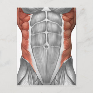 Male Muscle Anatomy Of The Abdominal Wall Postcard