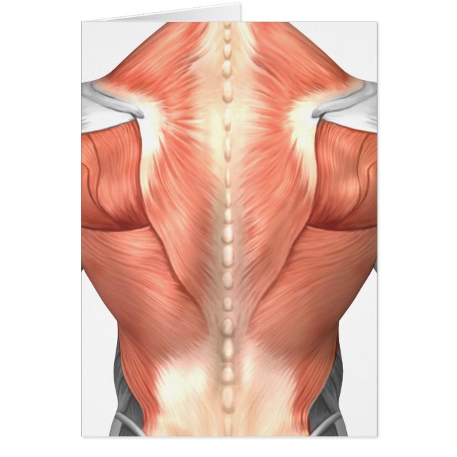 Male Muscle Anatomy Of The Human Back 1 (Front)