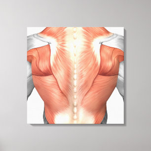 Male Muscle Anatomy Of The Human Back 1 Canvas Print