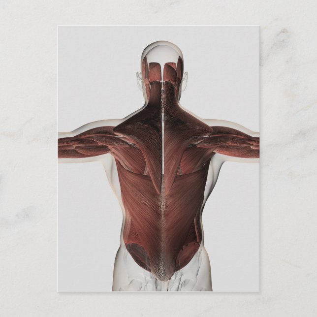 Male Muscle Anatomy Of The Human Back 2 Postcard (Front)
