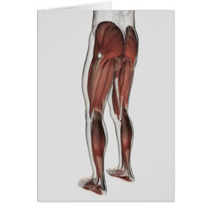 Male Muscle Anatomy Of The Human Legs 1