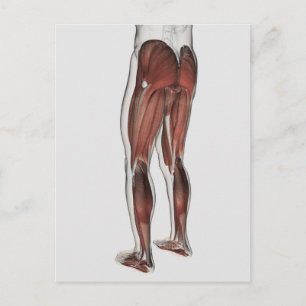 Male Muscle Anatomy Of The Human Legs 1 Postcard