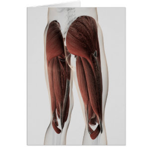 Male Muscle Anatomy Of The Human Legs 2