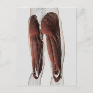 Male Muscle Anatomy Of The Human Legs 2 Postcard