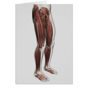 Male Muscle Anatomy Of The Human Legs, Anterior 1