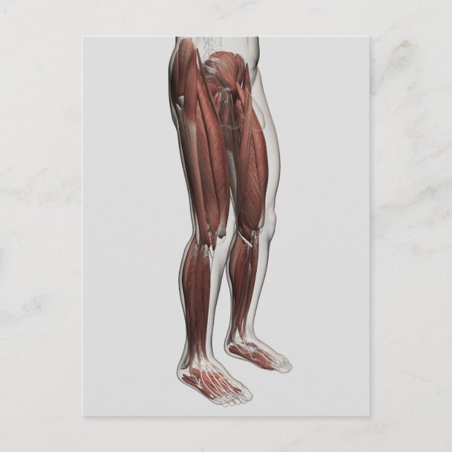 Male Muscle Anatomy Of The Human Legs, Anterior 1 Postcard (Front)