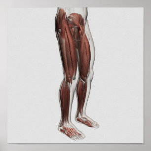 Male Muscle Anatomy Of The Human Legs, Anterior 1 Poster