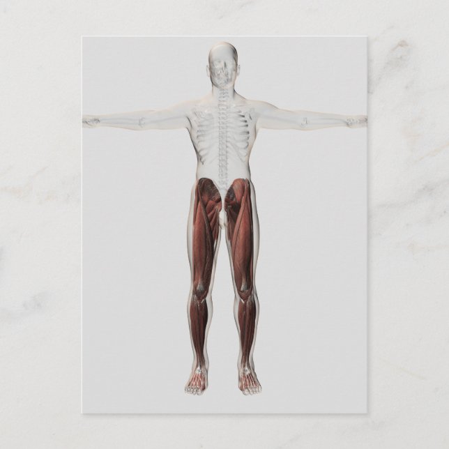 Male Muscle Anatomy Of The Human Legs, Anterior 2 Postcard (Front)