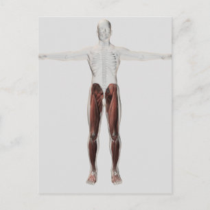 Male Muscle Anatomy Of The Human Legs, Anterior 2 Postcard